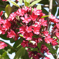 Plumeria rubra (Frangipanier rouge)