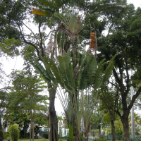 ravenala_madagascariensis4md