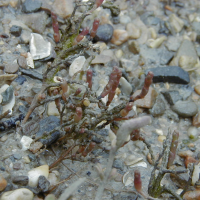 Sarcocornia perennis (Salicorne vivace)
