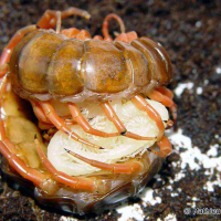 scolopendra_subspinipes5ml