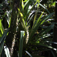 Astelia hemichrysa (Ananas marron)