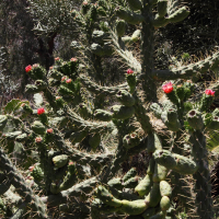 austrocylindropuntia_cylindrica4md (Austrocylindropuntia cylindrica)