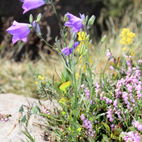 campanula_persicifolia6md