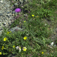 Carduus defloratus (Chardon à tiges nues)