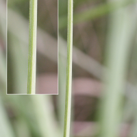 carex_cuprina2md (Carex cuprina)