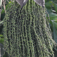 caryota_mitis3bbd (Caryota mitis)