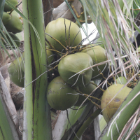 cocos_nucifera1bd (Cocos nucifera)