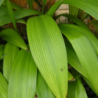 curculigo_capitulata2md (Curculigo capitulata)