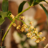 dendrobium_gracilicaule2md (Dendrobium gracilicaule)