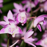 dendrobium_kingianum4md