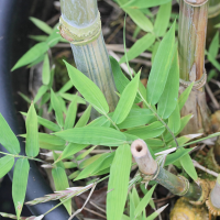 Dendrocalamus longispathus (Bambou)