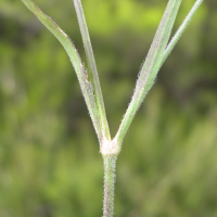 dianthus_armeria4md