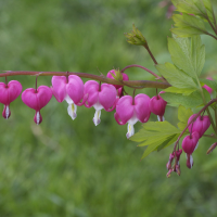 dicentra_spectabilis5md (Dicentra spectabilis)