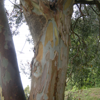 eucalyptus_urnigera3md