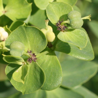 euphorbia_esula3md (Euphorbia esula)