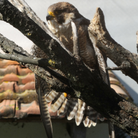 Falco peregrinus (Faucon pélerin)