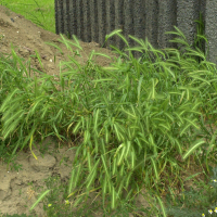 Hordeum murinum (Orge des rats)