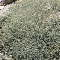 Hormathophylla spinosa (Alysson épineux, Corbeille-d'argent épineuse, Passerage épineuse)