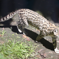 Leopardus_tigrinus