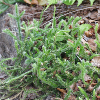 Lycopodium clavatum (Lycopode en massue)