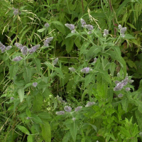 Mentha longifolia (Menthe à longues feuilles)