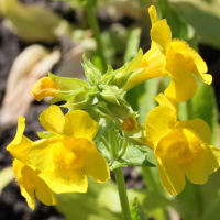 mimulus_luteus2md
