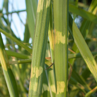 miscanthus_sinensis_zebrinus3md