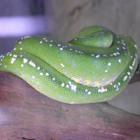 Morelia viridis (Python vert, Morélie)