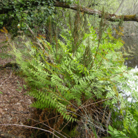 Osmunda_regalis