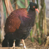 Otidiphaps nobilis (Otidiphaps noble, Pheasant Pigeon)