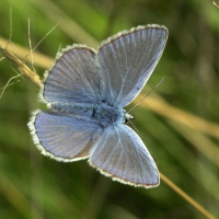 polyommatus_icarus5bd