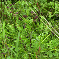 Potentilla palustris (Comaret)