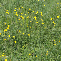 Ranunculus acris (Renoncule âcre, Bouton d'or)