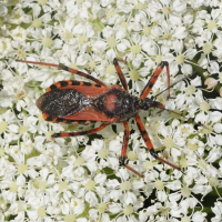 rhynocoris_cuspidatus3md