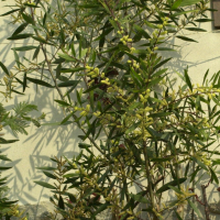 acacia_longifolia2md (Acacia longifolia)
