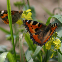 aglais_urticae4bd (Aglais urticae)