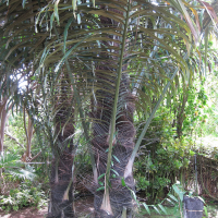 Arenga pinnata (Palmier à sucre)