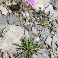 armeria_alpina4md (Armeria alpina)