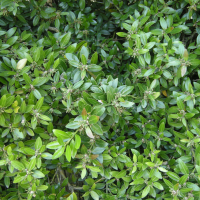 Buxus balearica (Buis des Baléares)