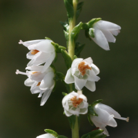 calluna_vulgaris6md (Calluna vulgaris)