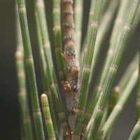 casuarina_cunninghamiana5md (Casuarina cunninghamiana)