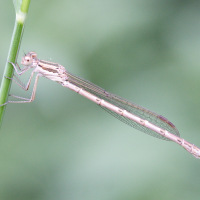 Cercion_lindenii (Erythromma lindenii)