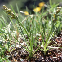 Chamorchis alpina (Orchis nain des Alpes)