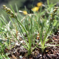 Chamorchis_alpina (Chamorchis alpina)