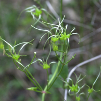 clematis_vitalba2md (Clematis vitalba)