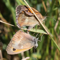 coenonympha_pamphilus5md (Coenonympha pamphilus)