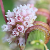 cuscuta_europaea2md (Cuscuta europaea)