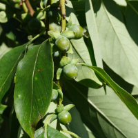 diospyros_lotus4md (Diospyros lotus)