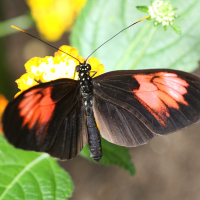 heliconius_melpomene_euryades1bd