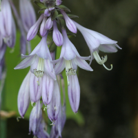 Hosta sieboldiana (Hosta)